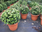 Preview: Ilex mas. Little Rascal Kugel